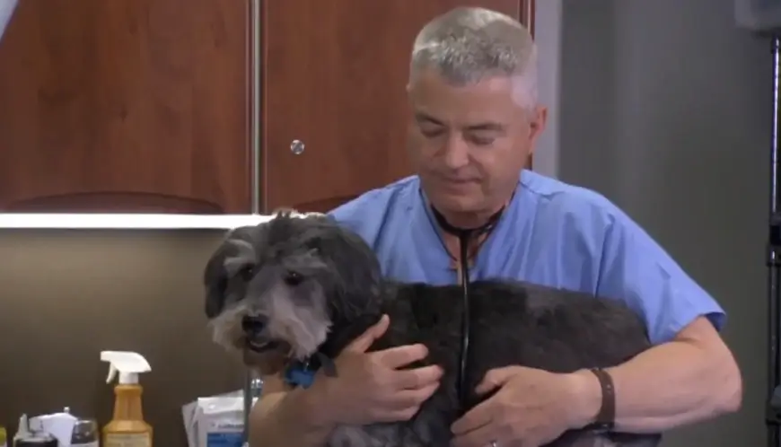 Demo video Nutrisi Tanaman Perawatan Hewan pH 6.0