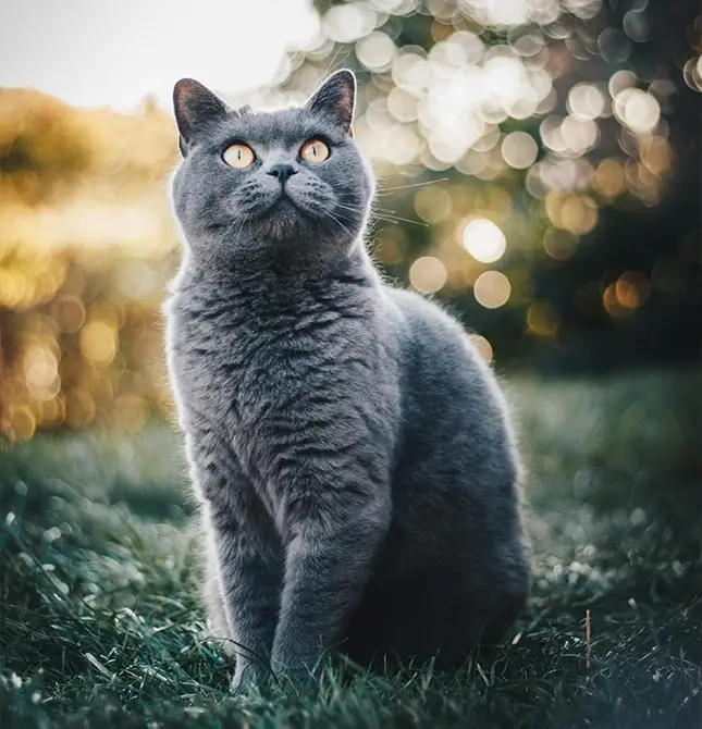 Manfaat Kangen Water untuk kesuburan tanaman dan kesehatan bulu hewan